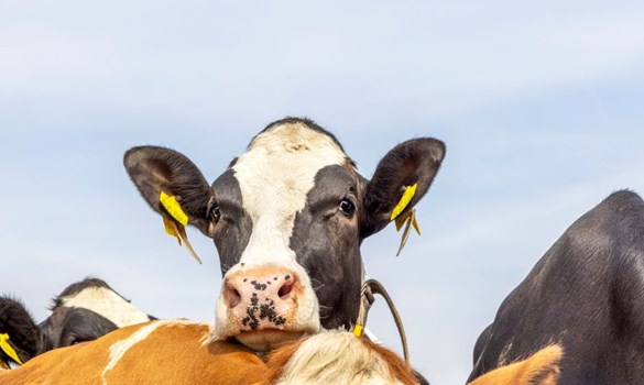 Black and white cow leaning on brown cow.